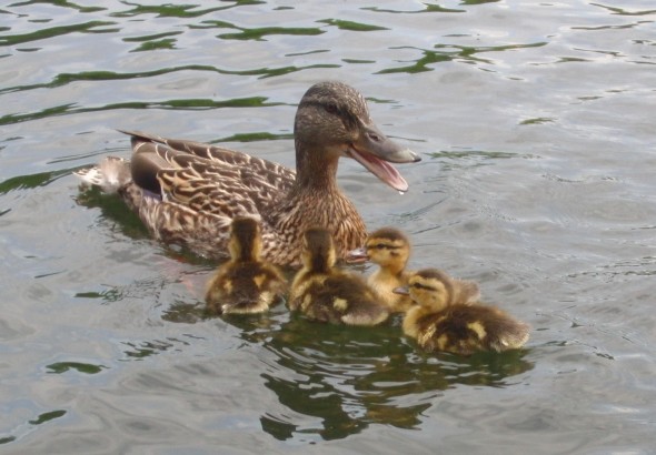 ducklings - confidence