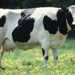 cow